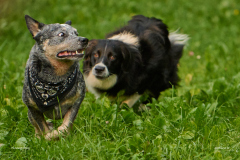 HundeShooting_RGZ0429_Aug.-2023_LK1800@_RolandG