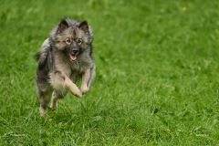 HundeShooting_RGZ0553_Aug.-2023_LK1800@_RolandG