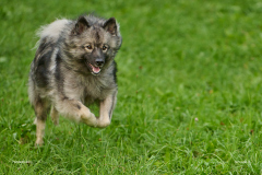 HundeShooting_RGZ0562_Aug.-2023_LK1800@_RolandG