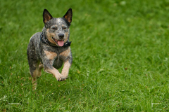 HundeShooting_RGZ0607_Aug.-2023_LK1800@_RolandG