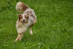 HundeShooting_RGZ0753_Aug.-2023_LK1800@_RolandG