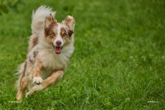 HundeShooting_RGZ0757_Aug.-2023_LK1800@_RolandG