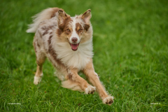 HundeShooting_RGZ0767_Aug.-2023_LK1800@_RolandG