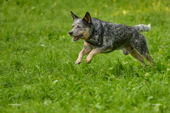 HundeShooting_RGZ0835_Aug.-2023_LK1800@_RolandG