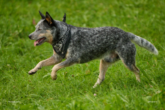 HundeShooting_RGZ0857_Aug.-2023_LK1800@_RolandG