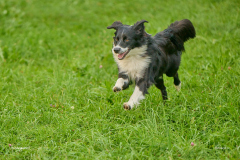 HundeShooting_RGZ0928_Aug.-2023_LK1800@_RolandG