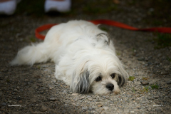 HundeShooting_RGZ0973_Aug.-2023_LK1800@_RolandG