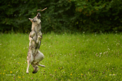 HundeShooting_RGZ1423_Aug.-2023_LK1800@_RolandG