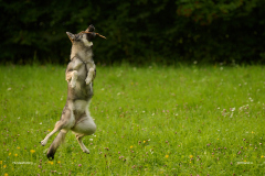 HundeShooting_RGZ1424_Aug.-2023_LK1800@_RolandG