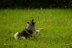 HundeShooting_RGZ1465_Aug.-2023_LK1800@_RolandG