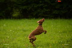 HundeShooting_RGZ1527_Aug.-2023_LK1800@_RolandG
