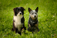 HundeShooting_RGZ2057_Aug.-2023_LK1800@_RolandG