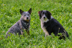 HundeShooting_RGZ2200_Aug.-2023_LK1800@_RolandG