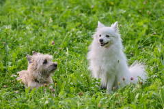 HundeShooting_RGZ2338_Aug.-2023_LK1800@_RolandG