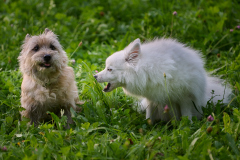 HundeShooting_RGZ2389_Aug.-2023_LK1800@_RolandG