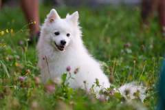 HundeShooting_RGZ2432_Aug.-2023_LK1800@_RolandG