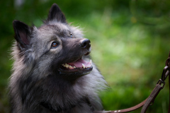 HundeShooting_RGZ2610_Aug.-2023_LK1800@_RolandG