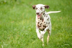 HundeShooting_RGZ8920_Aug.-2023_LK1800@_RolandG
