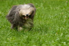 HundeShooting_RGZ8963_Aug.-2023_LK1800@_RolandG
