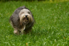 HundeShooting_RGZ8968_Aug.-2023_LK1800@_RolandG