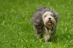 HundeShooting_RGZ8974_Aug.-2023_LK1800@_RolandG