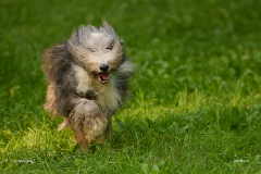 HundeShooting_RGZ8984_Aug.-2023_LK1800@_RolandG