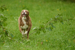 HundeShooting_RGZ9022_Aug.-2023_LK1800@_RolandG