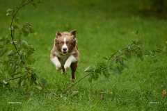 HundeShooting_RGZ9024_Aug.-2023_LK1800@_RolandG