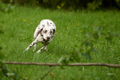 HundeShooting_RGZ9254_Aug.-2023_LK1800@_RolandG HundeShooting_RGZ9254_Aug.-2023_LK1800@_RolandG