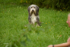 HundeShooting_RGZ9297_Aug.-2023_LK1800@_RolandG HundeShooting_RGZ9297_Aug.-2023_LK1800@_RolandG
