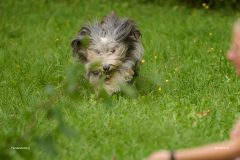 HundeShooting_RGZ9304_Aug.-2023_LK1800@_RolandG HundeShooting_RGZ9304_Aug.-2023_LK1800@_RolandG