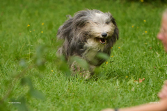 HundeShooting_RGZ9310_Aug.-2023_LK1800@_RolandG HundeShooting_RGZ9310_Aug.-2023_LK1800@_RolandG