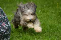 HundeShooting_RGZ9328_Aug.-2023_LK1800@_RolandG
