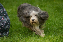 HundeShooting_RGZ9330_Aug.-2023_LK1800@_RolandG HundeShooting_RGZ9330_Aug.-2023_LK1800@_RolandG