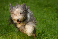HundeShooting_RGZ9335_Aug.-2023_LK1800@_RolandG HundeShooting_RGZ9335_Aug.-2023_LK1800@_RolandG