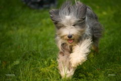 HundeShooting_RGZ9345_Aug.-2023_LK1800@_RolandG HundeShooting_RGZ9345_Aug.-2023_LK1800@_RolandG
