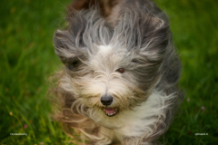 HundeShooting_RGZ9355_Aug.-2023_LK1800@_RolandG HundeShooting_RGZ9355_Aug.-2023_LK1800@_RolandG