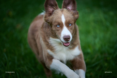 HundeShooting_RGZ9426_Aug.-2023_LK1800@_RolandG HundeShooting_RGZ9426_Aug.-2023_LK1800@_RolandG