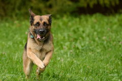 HundeShooting_RGZ9506_Aug.-2023_LK1800@_RolandG HundeShooting_RGZ9506_Aug.-2023_LK1800@_RolandG