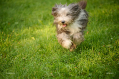 HundeShooting_RGZ9692_Aug.-2023_LK1800@_RolandG