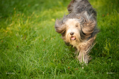 HundeShooting_RGZ9696_Aug.-2023_LK1800@_RolandG HundeShooting_RGZ9696_Aug.-2023_LK1800@_RolandG