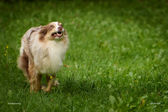 HundeShooting_RGZ9861_Aug.-2023_LK1800@_RolandG