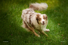 HundeShooting_RGZ9890_Aug.-2023_LK1800@_RolandG