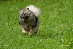 HundeShooting_RGZ9894_Aug.-2023_LK1800@_RolandG