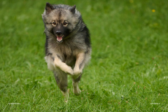 HundeShooting_RGZ9914_Aug.-2023_LK1800@_RolandG
