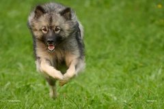 HundeShooting_RGZ9915_Aug.-2023_LK1800@_RolandG