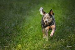 HundeShooting_RGZ9999_Aug.-2023_LK1800@_RolandG