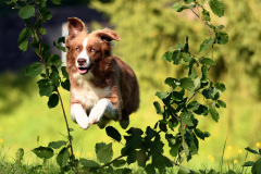 Hunde_Markus_Koppitz_2023DSC_0731