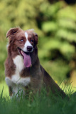 Hunde_Markus_Koppitz_2023DSC_0765