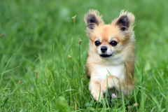 Hunde_Markus_Koppitz_2023DSC_0880